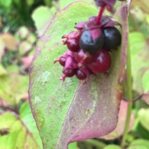 Photographie n°2248691 du taxon Leycesteria formosa Wall. [1824]