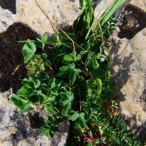 Photographie n°2248694 du taxon Aquilegia vulgaris L. [1753]