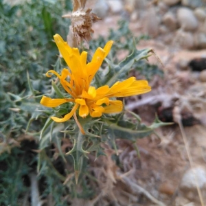 Photographie n°2248743 du taxon Scolymus hispanicus L. [1753]