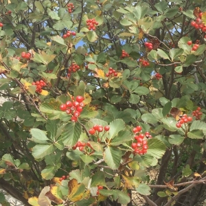 Photographie n°2248747 du taxon Crataegus laevigata (Poir.) DC. [1825]