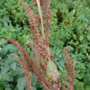 Photographie n°2248775 du taxon Amaranthus hybridus L. [1753]