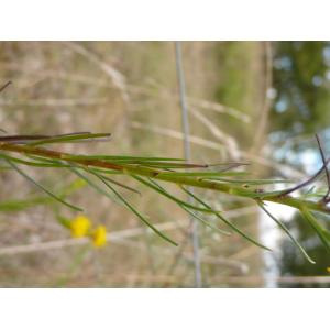 Aster linosyris (L.) Bernh. subsp. linosyris (Aster à feuilles d'osyris)