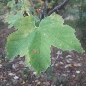 Photographie n°2248833 du taxon Acer pseudoplatanus L. [1753]