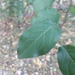 Photographie n°2248843 du taxon Prunus domestica L. [1753]