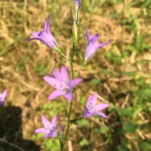 Photographie n°2248848 du taxon Campanula rapunculus L. [1753]