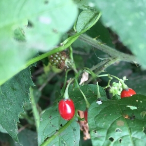 Photographie n°2248849 du taxon Solanum dulcamara L. [1753]