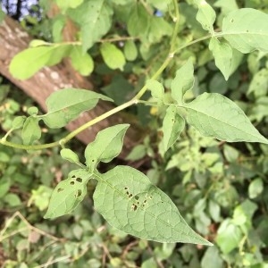 Photographie n°2248850 du taxon Solanum dulcamara L. [1753]