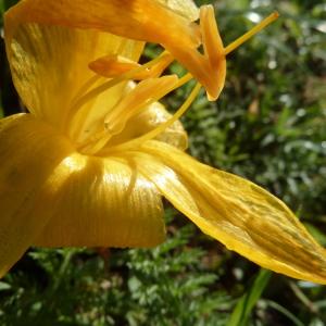 Photographie n°2248935 du taxon Sternbergia lutea (L.) Ker Gawl. ex Spreng. [1825]