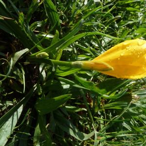 Photographie n°2248936 du taxon Sternbergia lutea (L.) Ker Gawl. ex Spreng. [1825]