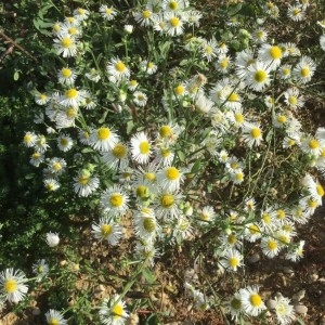 Photographie n°2248950 du taxon Erigeron annuus (L.) Desf. [1804]