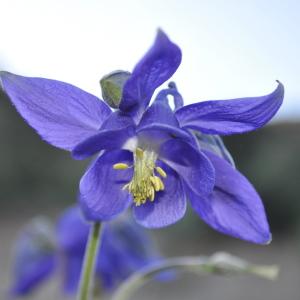 Photographie n°2248992 du taxon Aquilegia vulgaris L. [1753]