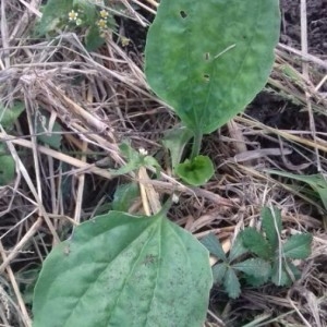 Photographie n°2249006 du taxon Plantago major L.