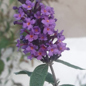 Photographie n°2249017 du taxon Buddleja davidii Franch. [1887]