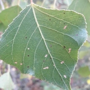 Photographie n°2249020 du taxon Populus nigra L. [1753]