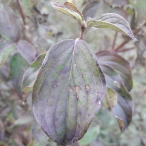 Photographie n°2249034 du taxon Cornus sanguinea L. [1753]