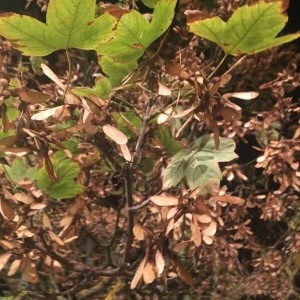 Photographie n°2249063 du taxon Acer pseudoplatanus L.
