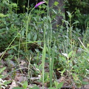 Photographie n°2249065 du taxon Gladiolus communis L. [1753]