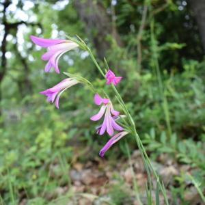 Photographie n°2249066 du taxon Gladiolus communis L. [1753]