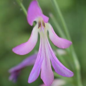 Photographie n°2249068 du taxon Gladiolus communis L. [1753]