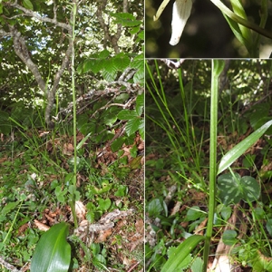 Photographie n°2249071 du taxon Platanthera bifolia (L.) Rich. [1817]