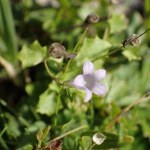 Photographie n°2249077 du taxon Wahlenbergia hederacea (L.) Rchb. [1827]