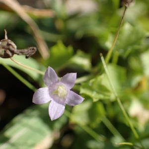 Photographie n°2249079 du taxon Wahlenbergia hederacea (L.) Rchb. [1827]