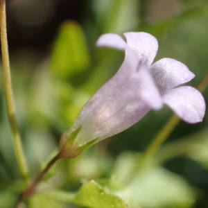 Photographie n°2249080 du taxon Wahlenbergia hederacea (L.) Rchb. [1827]