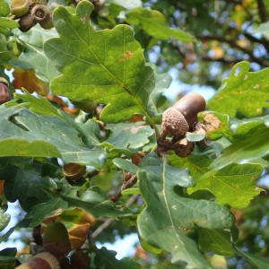 Photographie n°2249083 du taxon Quercus robur L. [1753]