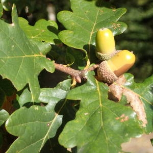Photographie n°2249086 du taxon Quercus robur L. [1753]