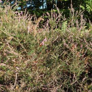 Photographie n°2249094 du taxon Calluna vulgaris (L.) Hull [1808]