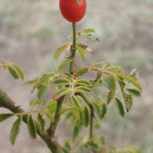 Photographie n°2249116 du taxon Rosa agrestis Savi [1798]