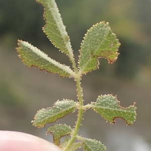 Photographie n°2249117 du taxon Rosa agrestis Savi [1798]