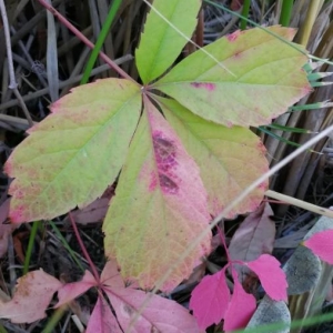 Photographie n°2249131 du taxon Parthenocissus quinquefolia (L.) Planch. [1887]