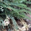  Liliane Roubaudi - Astragalus monspessulanus subsp. monspessulanus 