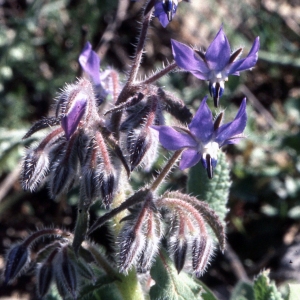 Photographie n°2249140 du taxon Borago officinalis L. [1753]