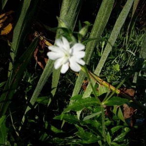 Photographie n°2249148 du taxon Silene vulgaris (Moench) Garcke [1869]