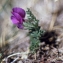  Liliane Roubaudi - Oxytropis halleri Bunge ex W.D.J.Koch [1844]