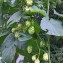  Michel Neff - Humulus lupulus L. [1753]