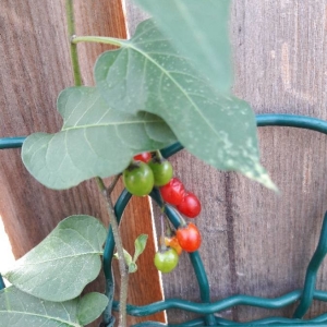 Photographie n°2249186 du taxon Solanum dulcamara L. [1753]