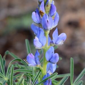 Photographie n°2249204 du taxon Lupinus angustifolius L. [1753]