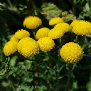 Photographie n°2249240 du taxon Tanacetum vulgare L. [1753]