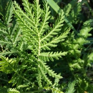 Photographie n°2249241 du taxon Tanacetum vulgare L. [1753]