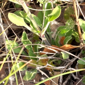 Photographie n°2249263 du taxon Silene italica (L.) Pers. [1805]