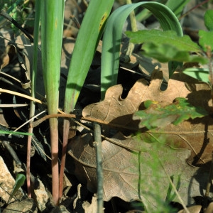 Photographie n°2249287 du taxon Tulipa sylvestris L. [1753]