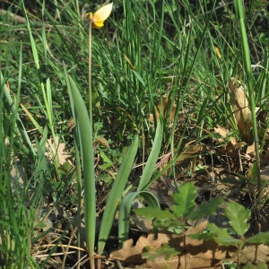 Photographie n°2249288 du taxon Tulipa sylvestris L. [1753]