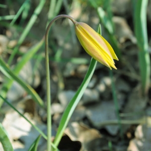 Photographie n°2249289 du taxon Tulipa sylvestris L. [1753]