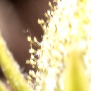 Photographie n°2249320 du taxon Crepis biennis L. [1753]