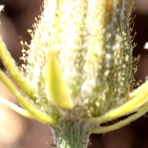 Photographie n°2249322 du taxon Crepis biennis L. [1753]