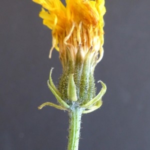 Photographie n°2249329 du taxon Crepis biennis L. [1753]