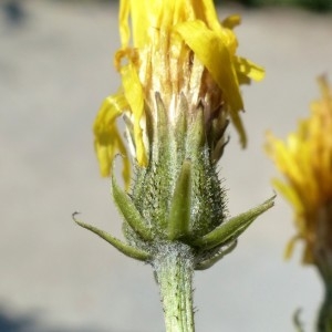 Photographie n°2249330 du taxon Crepis biennis L. [1753]